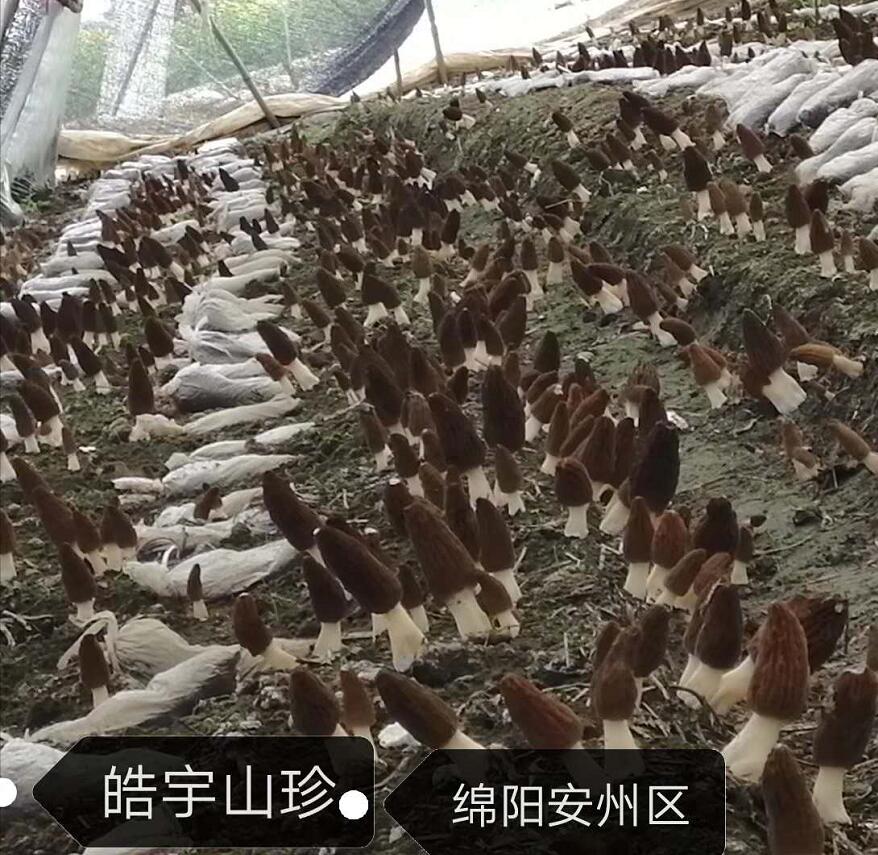 &#24320;&#20113;&#32593;&#39029;&#29256;