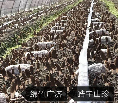 &#24320;&#20113;&#32593;&#39029;&#29256;