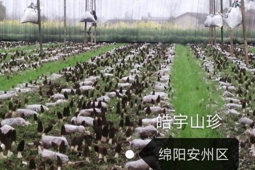 &#24320;&#20113;&#32593;&#39029;&#29256;
