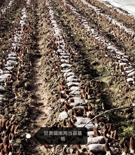 &#24320;&#20113;&#32593;&#39029;&#29256;