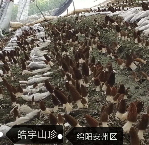 &#24320;&#20113;&#32593;&#39029;&#29256;