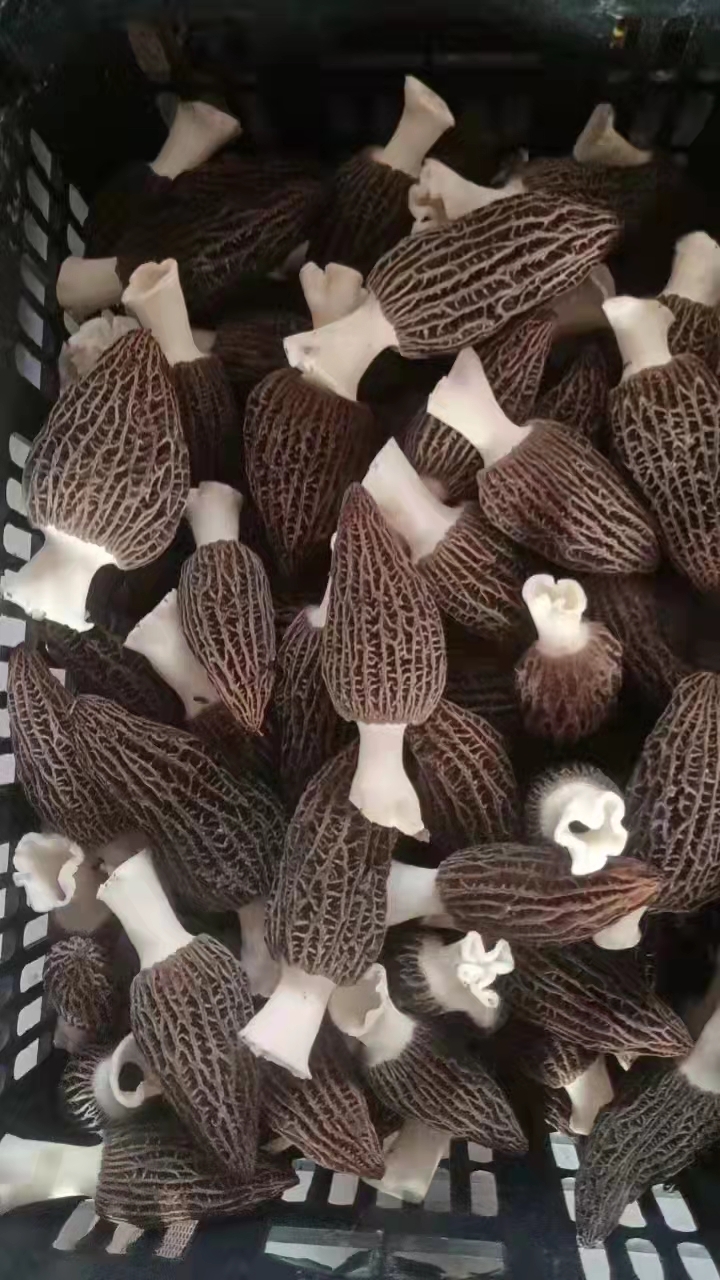 &#24320;&#20113;&#32593;&#39029;&#29256;