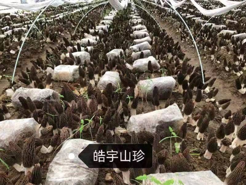 &#24320;&#20113;&#32593;&#39029;&#29256;